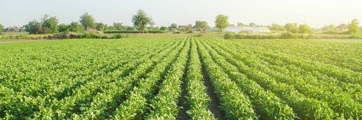 análise de solos e fertilizantes