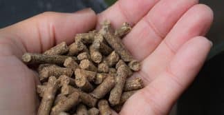 gordura na alimentação animal