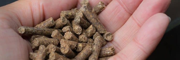 gordura na alimentação animal