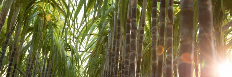 Análises de cana-de-açúcar